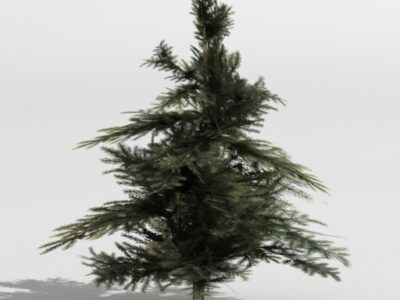Fir tree 2 – 3D model