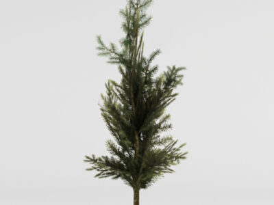 Fir tree – 3D model
