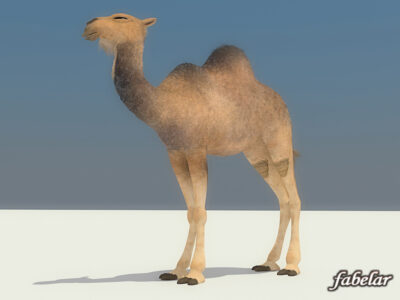 Camel – 3D model
