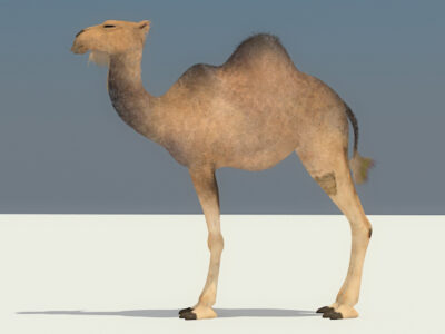 Camel – 3D model