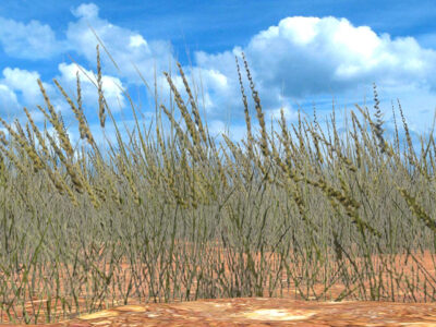 Grass 05 – 3D model