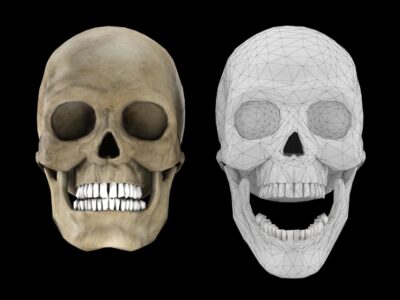 Human skull 1 lowpoly – 3D model