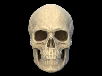Human skull 2 lowpoly – 3D model