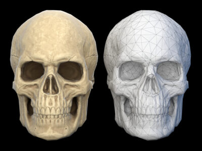 Human skull 2 lowpoly – 3D model