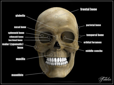 Human skull – 3D model