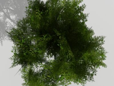 Silver birch – 3D model